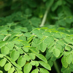 1 Moringa Tree Live Plant, Malunggay Plants Live, Drumstick Tree, Horseradish Herb Moringa Plants, 4 Inc Pot Size