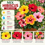 4 Hardy Hibiscus Live Plants, Flowering Shrub, Multicolor Blooms, 4-7" Tall