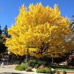 Ginkgo Tree Plant Live 8 Months Old Seedlings, Well Rooted, Ready to Grow, Dormant Focus on Roots Systems, Spring Bud-Break
