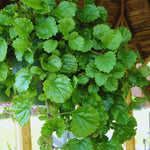 Pack 02 Green Plectranthus Swedish Ivy Plants Live, Live Swedish Ivy Plants, House Plant Live, 3 to 5 Inc Long, Swedish Ivy Live Plant for Garden