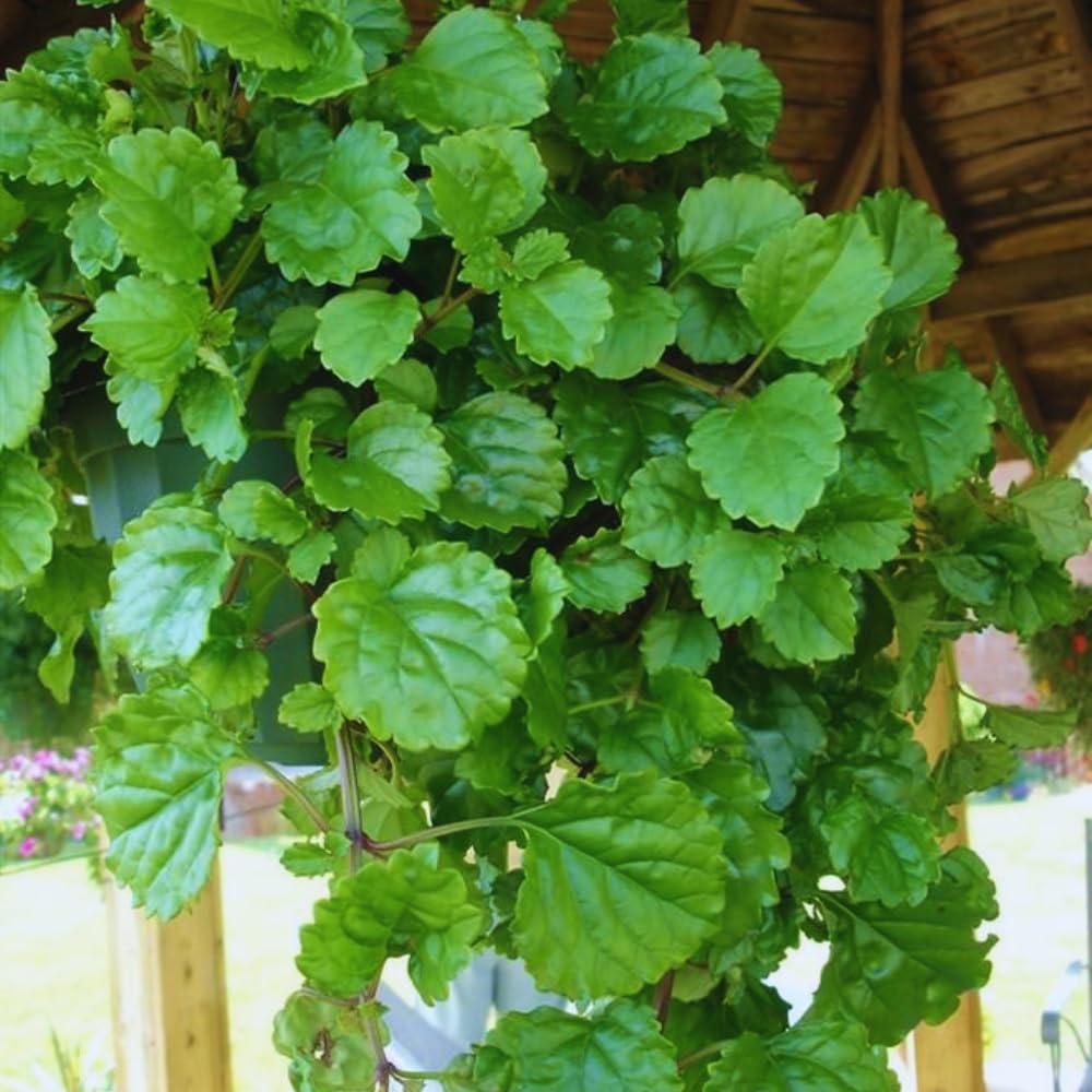 Pack 02 Green Plectranthus Swedish Ivy Plants Live, Live Swedish Ivy Plants, House Plant Live, 3 to 5 Inc Long, Swedish Ivy Live Plant for Garden