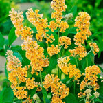AVERAR 6 Months Old Yellow Butterfly Bush Live Plant, Butterfly Bushes Ready to Plant Outdoor, Buddleia Plant Bush Shrub 5-7 Inches Tall, No Pot