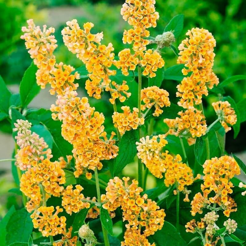 AVERAR 6 Months Old Yellow Butterfly Bush Live Plant, Butterfly Bushes Ready to Plant Outdoor, Buddleia Plant Bush Shrub 5-7 Inches Tall, No Pot