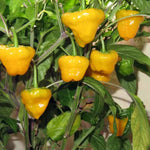 1 Yellow Jamaican Scotch Bonnet Pepper Live Plant, Scotch Bonnet Pepper Plants for Growing, 80 Days Old Plants