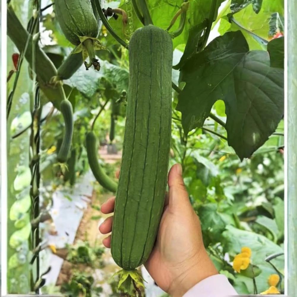 Set 2 Pots Luffa Plants, Live Loofah Gourd Vines in 4 Inch Pots, 4-6" Vegetable Luffa Vine Plant Seedlings