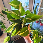 Philodendron Plant Live, Rare Variegated Philodendron Houseplant for Planting, Home Office Decor 4 to 8 Inches (Stripe Green White)