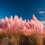 Pack 2 Pampas Grass Plants Live, Pampas Grass Pruned Fully Rooted 5 to 9 Inches Height, Ornamental Grasses Live Plants Perennial for Growing (Pink Pampas Grass)