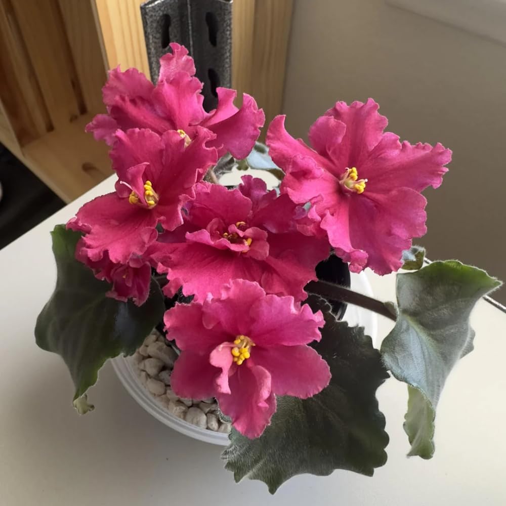 African Violets Live Plant, Assorted African Violet Plant, 3-5 Inches Tall, Vibrant Blooms, Easy Care Indoor Flowering Plants for Home and Office Decoration, Random Color