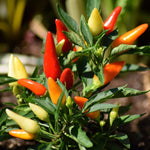 Pequin Pepper Plants Live for Planting, in 4" Pot, Hot Chili Pepper for Indoor and Outdoor Growing