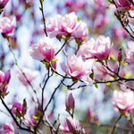 Magnolia Tree, Magnolia Flowering Shrub Bush in 2.5'' Pot, Well Rooted Magnolia to Grow in Container, Garden (Saucer Magnolia)