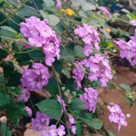 2 Lantana Plants Live, Lantana Live Plants for Planting Outdoors, Trailing Lantana Plants Live, 5 to 7 Inc Tall (Purple)