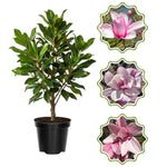 Jane Magnolia Tree in Gallon Pot, Live Flowering Magnolia Tree, Hardy Ornamental Shade Trees with Fragrant Blooms