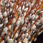 Pussy Willow Tree Live Plant in 2.5" in Pot, Fast-Growing Ornamental Trees, Grow As Branches for Vase, Home Décor