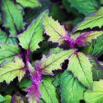 2 Purple Passion Plants Live for Planting, Gynura Aurantiaca Purple Velvet Passion Live Plants, 4-9 Inc Height, Royal Velvet Plant Indoor