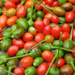 Sets 2 Chiltepin Pepper Live Plants in 4 Inc Pot, Very Well-Rooted 90 Days Old Super Hot Pepper Chili Plant for Spring Planting