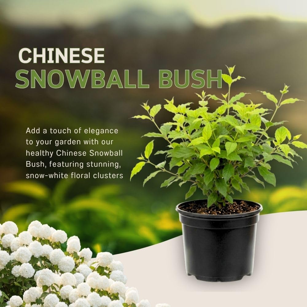 Snowball Plant Live 7-12 Inch Tall, Snowball Bush Live Shrub 4 Inch Pot, Viburnum Flowering Plant for Outdoor Garden, No Pot