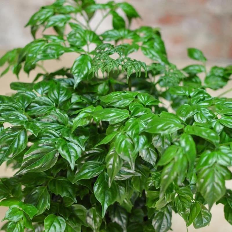 AVERAR Doll Plants Indoor Trees, Foliage in 4 Inch Pot, Starter Plant for Houseplant Indoor Garden