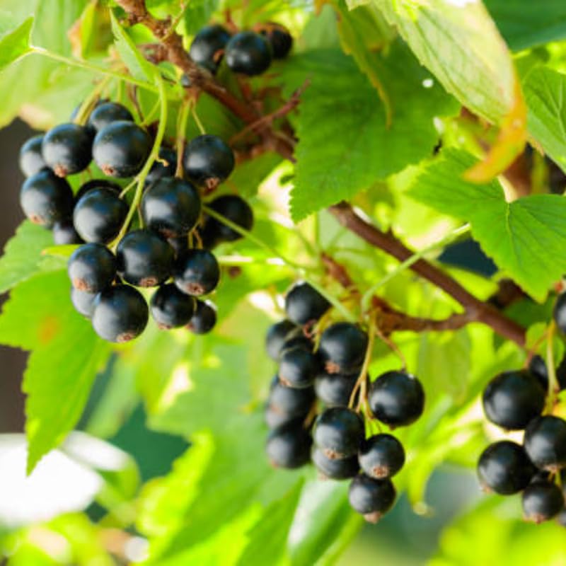 Currant Tree Live Plant for Growing, 1 Year Old, Currant Berries Fruit Tree, Currant Plant Live for Planting Your Garden, Currant Bush Live (Black Currant)