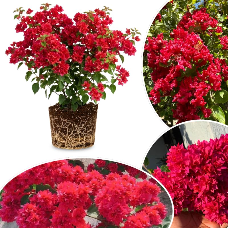 Set 2 Double Red Bougainvillea Live Plants 4-7 Inches Tall, Vibrant Bumgainvillea Flowering Vines for Garden, Patio Containers and Indoor Growing