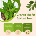 Live Bay Laurel Plant 4-8 Inch Tall, Fragrant Bay Leaf Tree Well Rooted, 8 Months Old Bay Leaves Plant