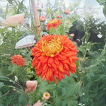 2 Mums Plants Live, Dark Orange Chrysanthemum Plants Live, 5 to 7 Inc Long, No Potted, Mum Live Plant