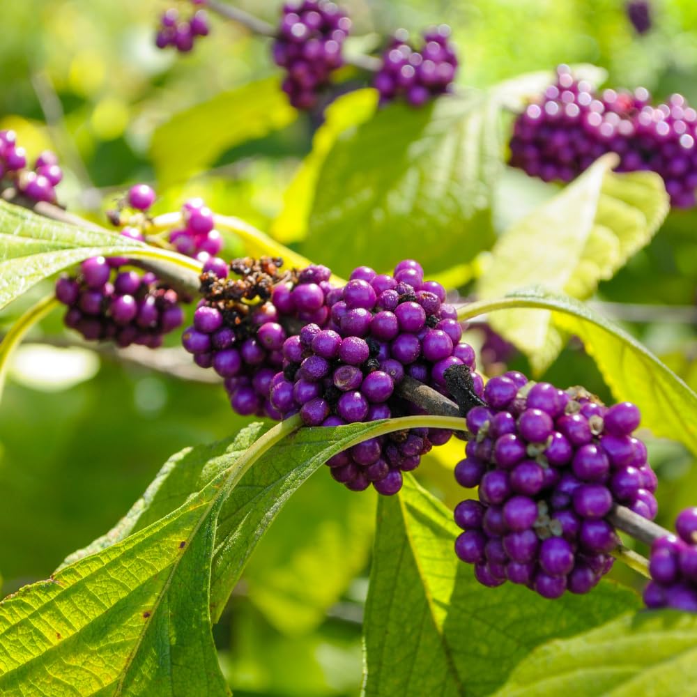 Beautyberry Plant Live, Purple Beautyberries Srhub Bush 4-8'' Tall, Indoor Outdoor Growing