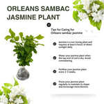 2 Packs of Jasmine Plant Indoor Live, Maid of Orleans Sambac Jasmine Flower Plant