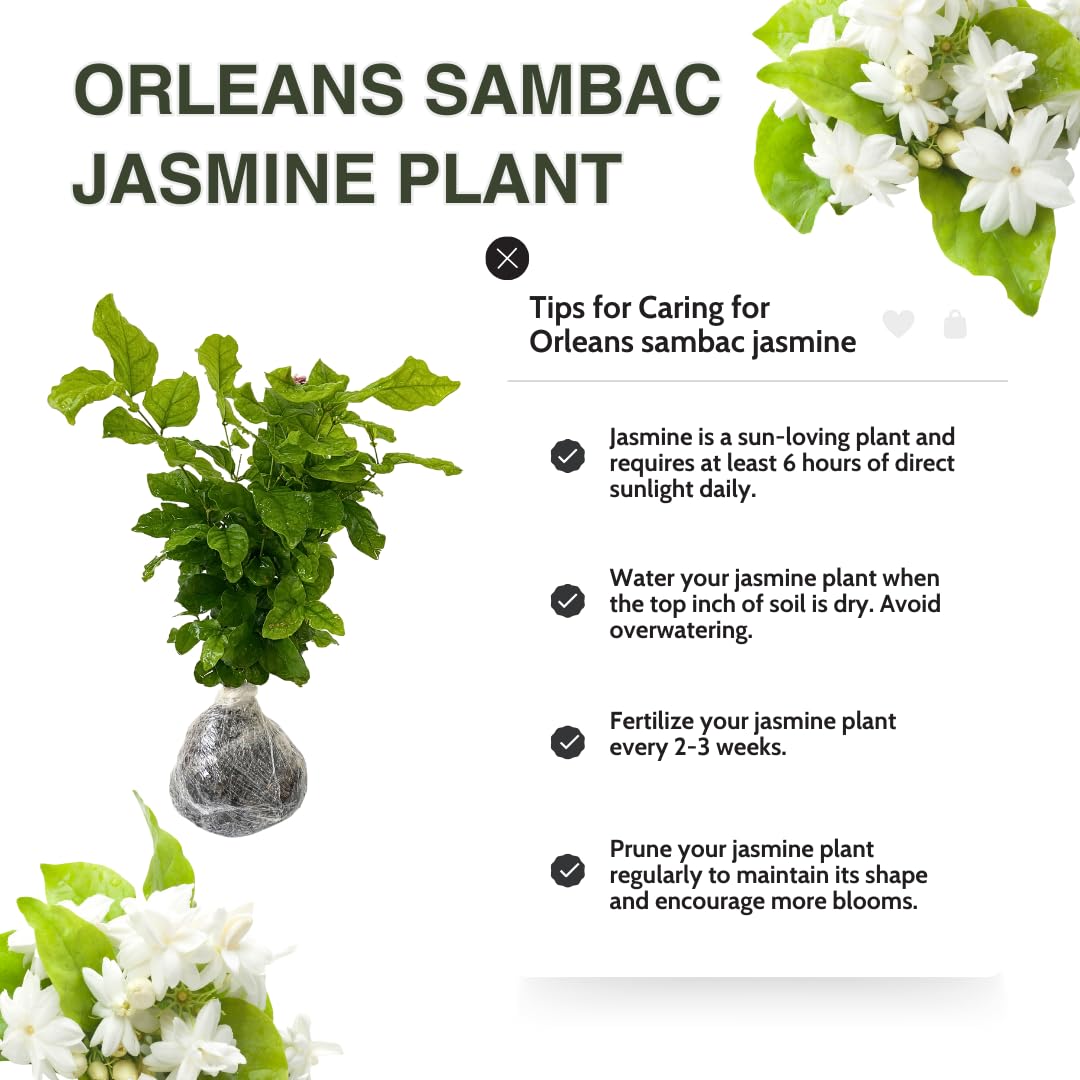 2 Packs of Jasmine Plant Indoor Live, Maid of Orleans Sambac Jasmine Flower Plant