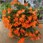 Live Orange Easter Cactus Plant, Live Easter Cactus Plant, 4 to 6 Inch Tall Orange Easter Cactus, Spring Cactus Live Plant for Indoor Garden