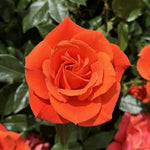 Rose Bush Live Plant, Fragrant Hybrid Tea Rose Flowers Well Rooted Plant, 5-10 Inc Tall for Planting Indoor Outdoor (Orange Red Rose)