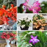 2 Random Christmas Cactus Plants Live, False Thanksgiving Cactus Plants Like, Cold Hardy, 5-9" in Tall, No Pot
