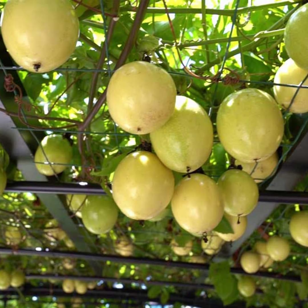 Passion Fruit Tree Live Plant, Yellow Passionfruit Vine Plant Live, Passion Fruit Live Plant for Garden 5 to 8 Inc in Height