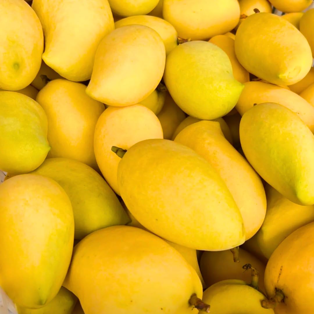 Yellow Mango Trees Live Plants, 5-12 Inches in Pot, Well Rooted Sweet Mango Tree for Planting