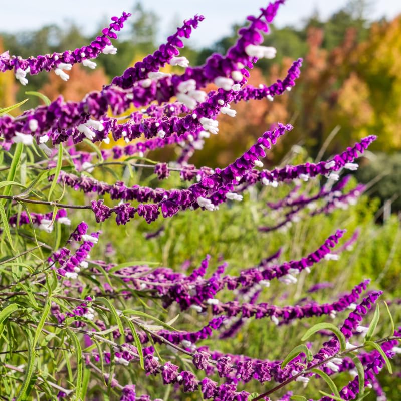 4 Fragrant Sage Salvia Live Plants, Planting in Spring Sage Plants Live, 5 to 10 Inches in Tall, Change Color (Mexican)