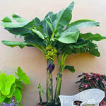 Dwarf Cavendish Banana Plant Live, 4-6" Tall Well-Rooted for Indoor Tropical Displays, Cold Hardy Banana Fruit Tree