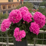 4 Geranium Plants Live from 5 Inc to 8 Inc Tall, Pink Flower Plant Live, Geranium Live Plants Gardening