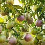 Set 2 Assorted Passion Fruit Plant Live, Tropical Fruit Vine for Planting, 5-10" Tall, Sweet Edible Fruits
