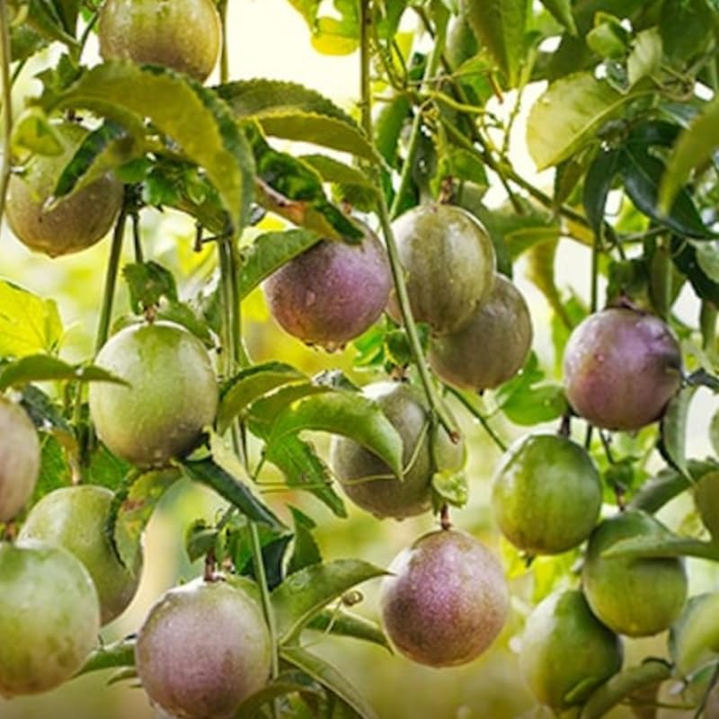 Purple Passion Fruit Plant Live, Tropical Fruit Vine for Planting, 5-10" Tall, Sweet Edible Fruits