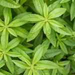 Set 2 of Lemon Verbena Plant Live, Fragrant Herb Shrub for Outdoor Gardening, Full Rooted from 2 to 5 Inches Tall