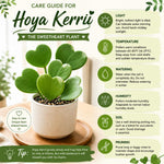 Kerrii Hoya Plant Live, 3-5 Inc Tall, Easy Care Succulent Houseplant, Kerrii Hoya Live Plant for Indoor Outdoor Growing