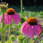 Set 3 of Purple Echinacea Coneflower Plants Roots, 4 to 5 Inc Tall, Echinacea Plants Live, Coneflower Plant for Gardening Outdoor and Indoor Growing