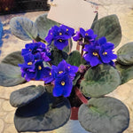African Violet Live Plant in 4" Pot, Blue African Violets Plants Houseplant Well-Rooted, Indoor Outdoor Blooming, Holiday Flower Bush