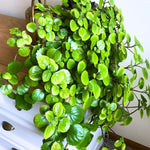 2 Plectranthus Swedish Ivy Plants Live 5-8 Inc Height, Green Swedish Ivy Live Plant, Swedish Ivy Mint Starter Plants