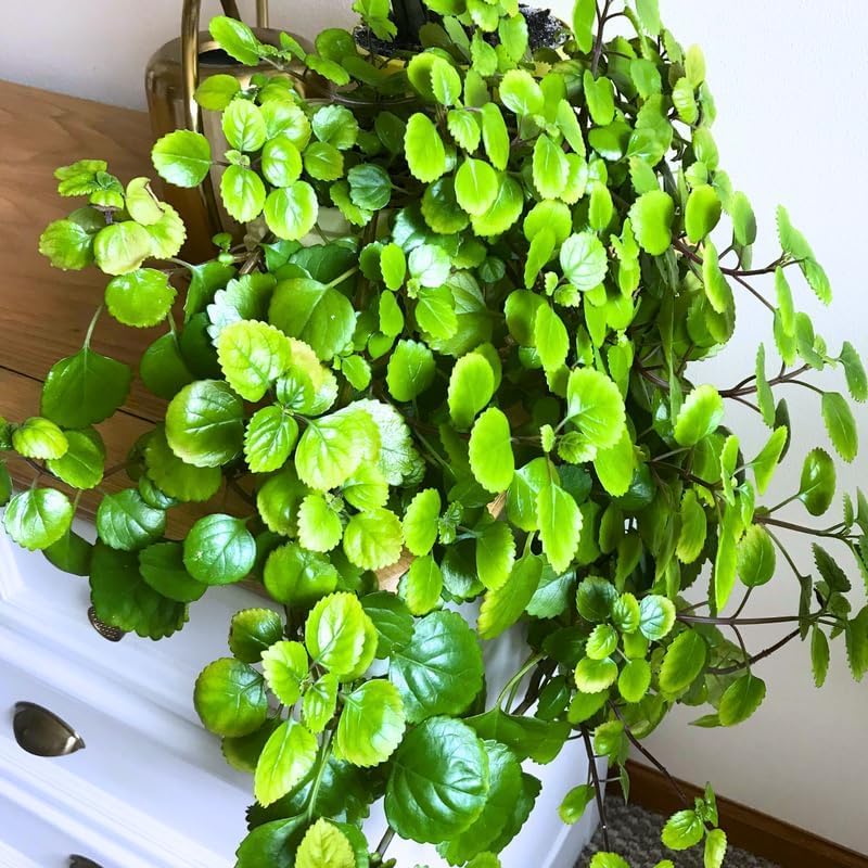2 Plectranthus Swedish Ivy Plants Live 5-8 Inc Height, Green Swedish Ivy Live Plant, Swedish Ivy Mint Starter Plants