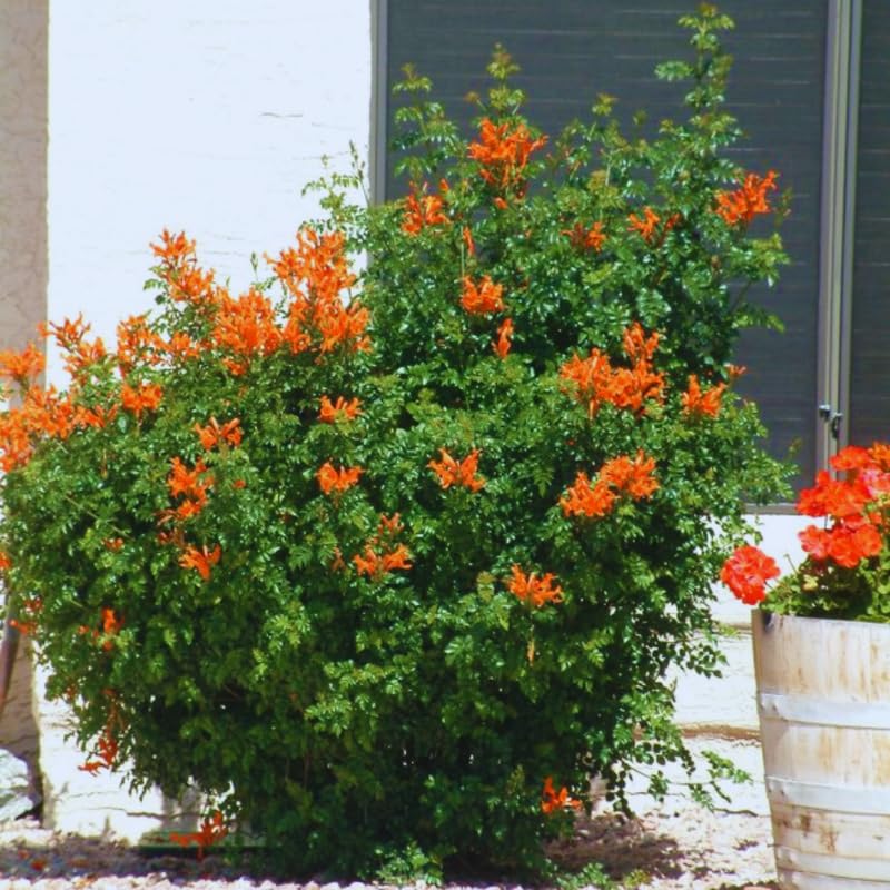 Set 2 Cape Honeysuckle Plants Live, Live Orange Red Honeysuckle Plants, 4 to 8 Inches, Honeysuckle Vines Bushes for Planting, Honeysuckle Bush