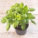Sweet Basil Plants Live in 4 Inch Pot, 4-8” Tall Basil Herb Plant for Planting, Fragrant Large Leaf, 2 Plants per Pot