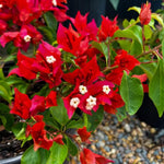 Combo 2 Bougainvillea Plants Live Trees, Outdoor Bougainvillea Plant for Trailing Flowering Vines or Bush Tree, 5-10” Tall, Well-Rooted Bougainvillea Vivid Red