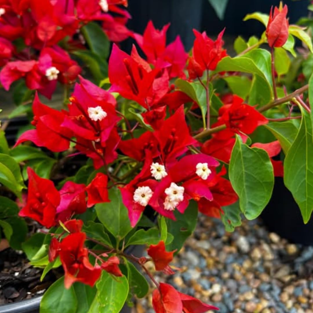 Combo 2 Bougainvillea Plants Live Trees, Outdoor Bougainvillea Plant for Trailing Flowering Vines or Bush Tree, 5-10” Tall, Well-Rooted Bougainvillea Vivid Red