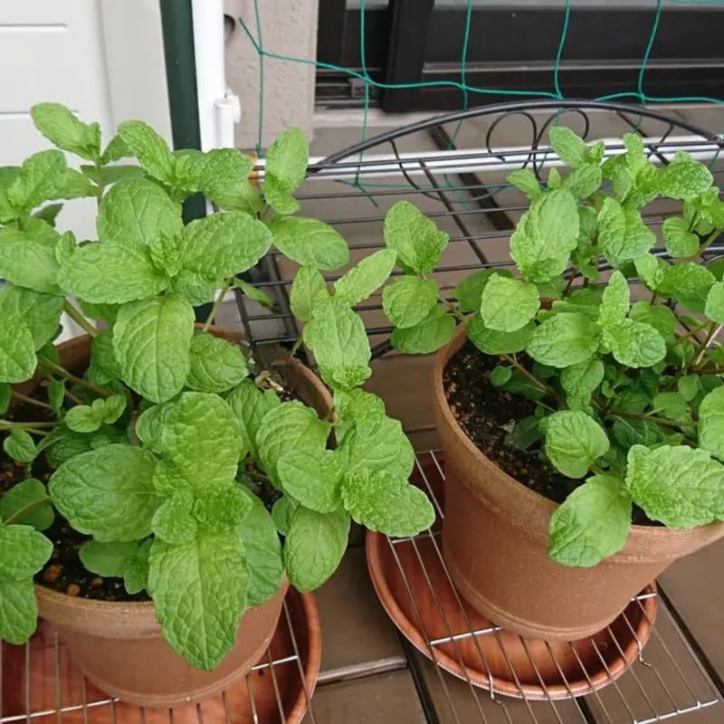 2 Peppermint Plants Live Clumps Potted, Size 5-9" in Tall, Fresh Mints Herb for Indoor Outdoor Growing, Culinary Gardening, Cold Hardy and Fast-Growing