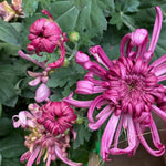 2 Mums Plants Live, Pink Chrysanthemum Plants Live, 5 to 8Inc Tall, No Potted, Chrysanthemum Flower Live Plant Gardening Mum Live Plant Growing